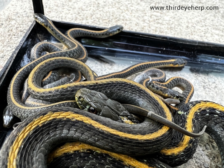 Santa Cruz Garter Snakes